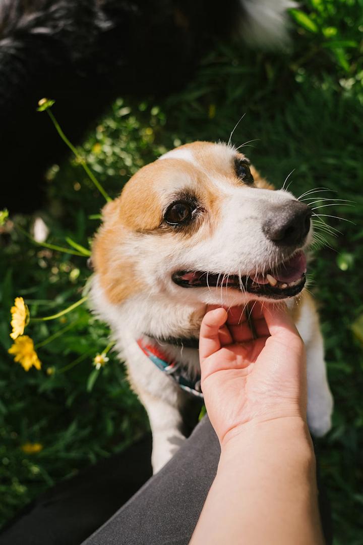 Pet Wellness & Care